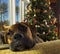 Boxer Dog at Christmas