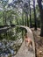 Boxer dog drinks from the river in the autumn