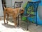 boxer dog explores the patio furniture in the back yard