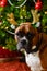 Boxer dog in front of Christmas tree