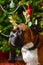 Boxer dog in front of Christmas tree