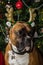 Boxer dog in front of Christmas tree