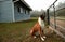 Boxer dog guarding farm