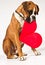 Boxer dog with a heart
