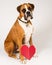 Boxer Dog with a heart