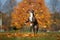 boxer dog jumping up to catch falling autumn leaves