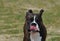 Boxer Dog Licking His Nose