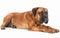 A Boxer dog lies down in repose, its soulful eyes and relaxed posture reflecting a calm demeanor. The clean white