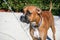 Boxer dog looks into the camera with sad face