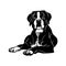 Boxer dog - Lying dog vector stock isolated illustration on white background.