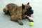 Boxer Dog Playing with Ball