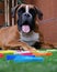 Boxer dog playing with colored clothespins