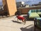 Boxer dog plays fetch - Side View