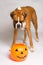 Boxer Dog in With Pumpkin