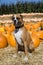 Boxer Dog in Pumpkin Patch