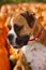 Boxer Dog in Pumpkin Patch