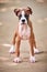 Boxer dog puppy full height portrait at outdoor park walking, footpath background