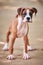 Boxer dog puppy full height portrait at outdoor park walking, footpath background