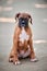 Boxer dog puppy full height portrait at outdoor park walking, footpath background