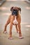 Boxer dog puppy full height portrait at outdoor park walking, footpath background