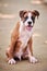 Boxer dog puppy full height portrait at outdoor park walking, footpath background