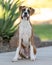 Boxer dog puppy posing for an outdoor portrait