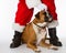 Boxer Dog with Santa