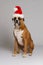 Boxer Dog in Santa Hat