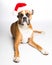 Boxer Dog in Santa Hat