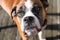 Boxer dog with shallow depth of field - focus is on nose