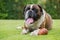 Boxer dog sitting on a green field, Italy