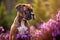 Boxer dog sitting in purple heather flower field