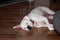 Boxer dog sleeping on a wood floor