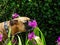 boxer dog sniffs the orchids in the back yard