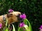 boxer dog sniffs the orchids in the back yard