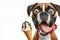 Boxer dog with tongue hanging out and big bulging eyes eat ice cream cone on solid white background. ai generative