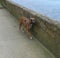 Boxer dog trotting along sidewalk pavement