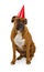 Boxer Dog wearing a birthday hat