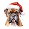 Boxer Dog Wearing a Santa Hat