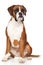 Boxer dog on white background