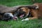 Boxer dogs playing
