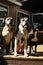 Boxer Dogs Trio
