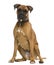 Boxer, in front of white background