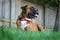 Boxer in grass