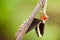 A boxer mantis eating a common mormon butterfly