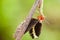 A boxer mantis eating a common mormon butterfly