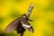 A boxer mantis eating a common mormon butterfly