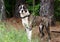 Boxer Mastiff mixed breed dog