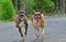 Boxer pair walking towards camera on blacktop HDR