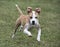 Boxer Pit Bull mixed breed puppy